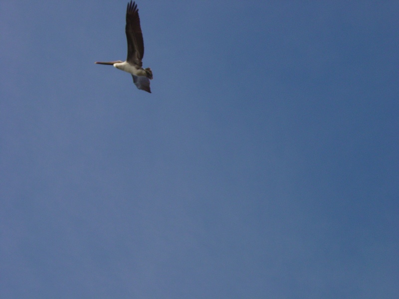 birdout.jpg